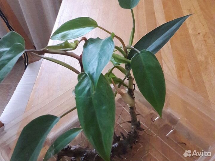 Филодендрон Краснеющий