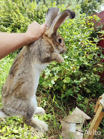 Кролик 4 мес