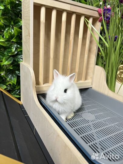 Царские кролики декоративные