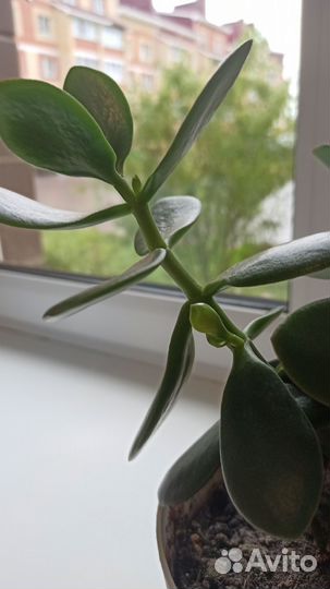 Толстянка денежное дерево в горшке