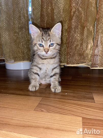 Котенок девочка в добрые руки
