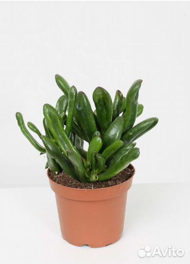 Денежное дерево Крассула хоббит толстянка