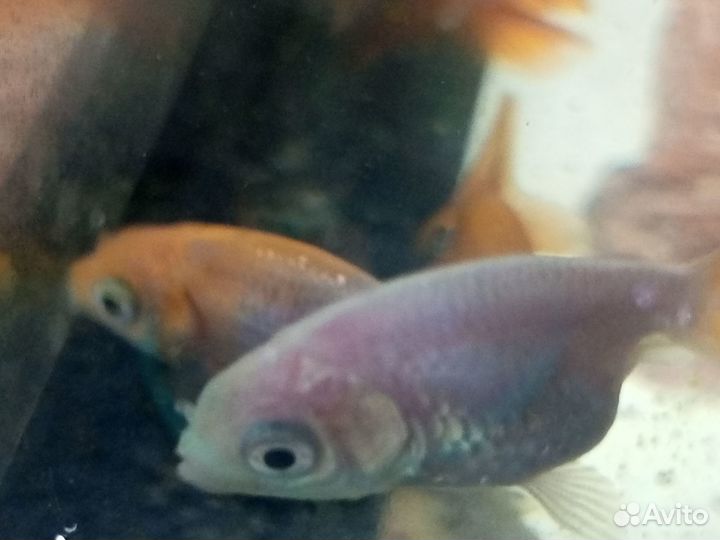 Рыбка оранда