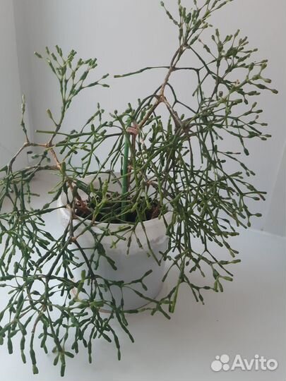 Кротон, Хатиора, Аихризон