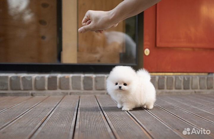 Медвежата супер мини померанцы шпицы