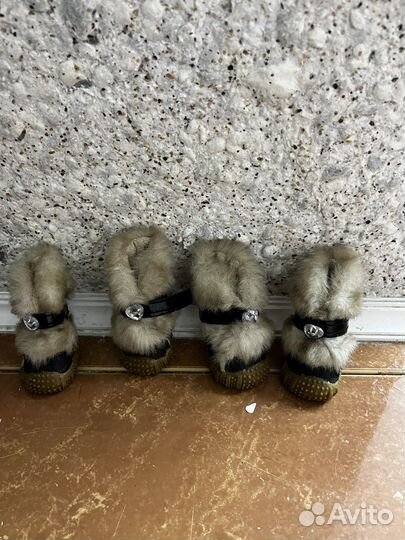 Обувь для собак мелких пород