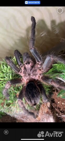 Паук-птицеед Phormictopus sp. 