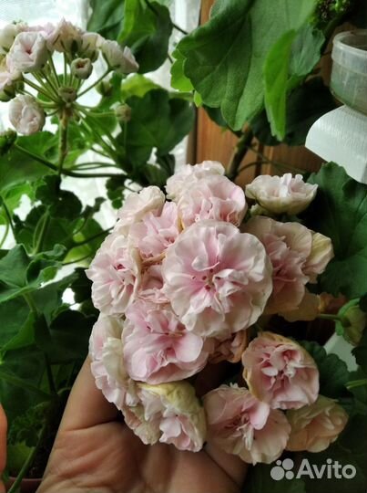 Юв Купидон укорененный черенок