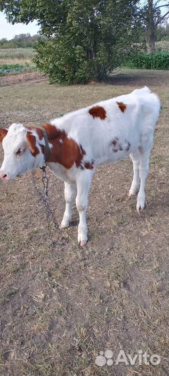 Сельхоз животные телята