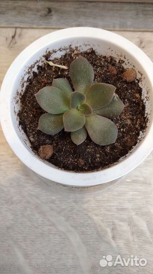 Суккуленты