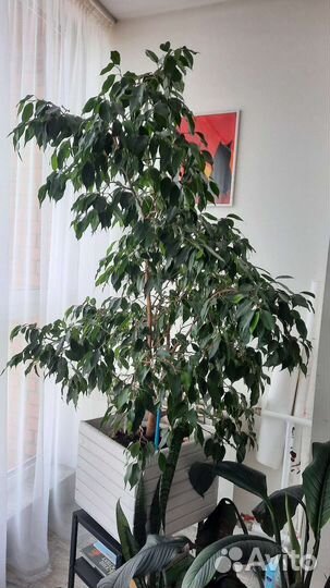 Фикус бенджамина