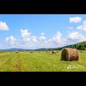 Солома в рулонах овсяная