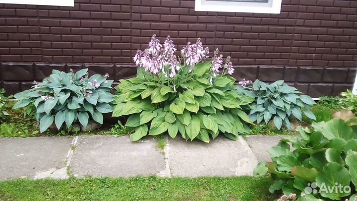 Хосты разные