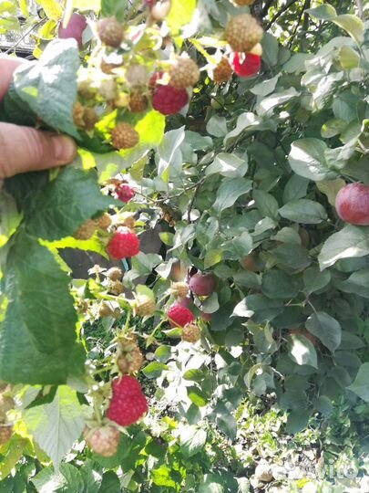 Малина ремонтантная-саженцы