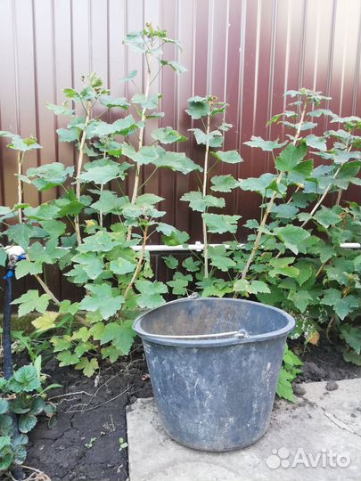 Красная смородина