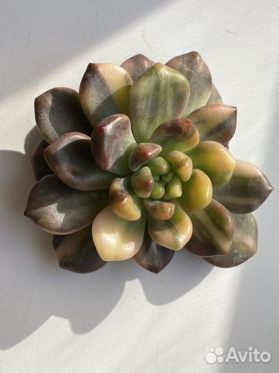 Редкие вариегатные суккуленты