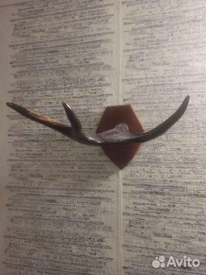 Продам рога лося вешалка