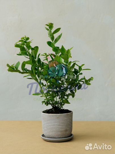 Саженцы голубики разных сортов