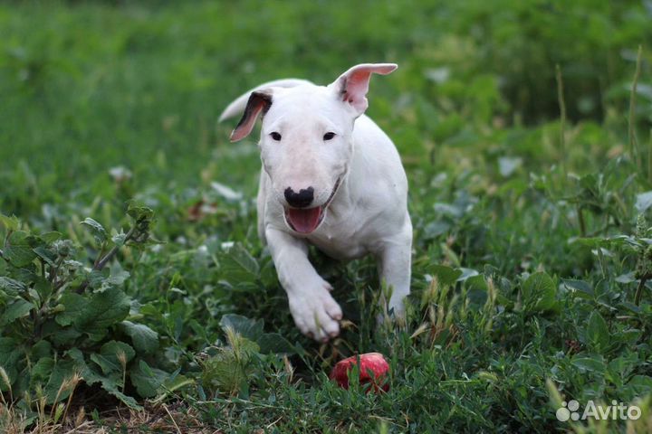 Стандартный бультерьер