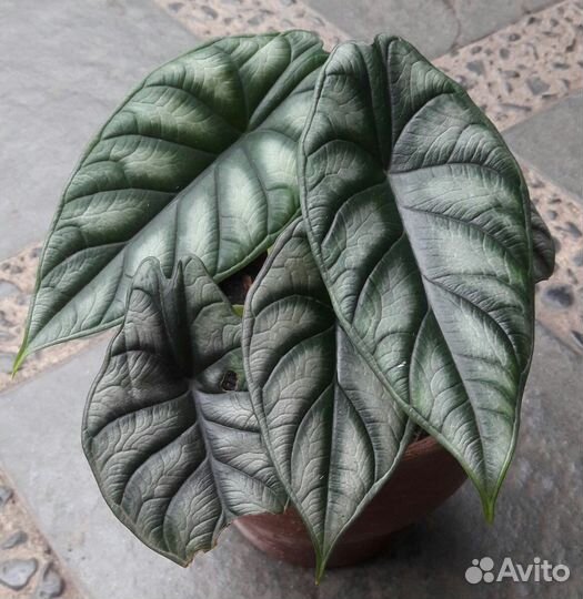 Алоказия. Dragon Scale