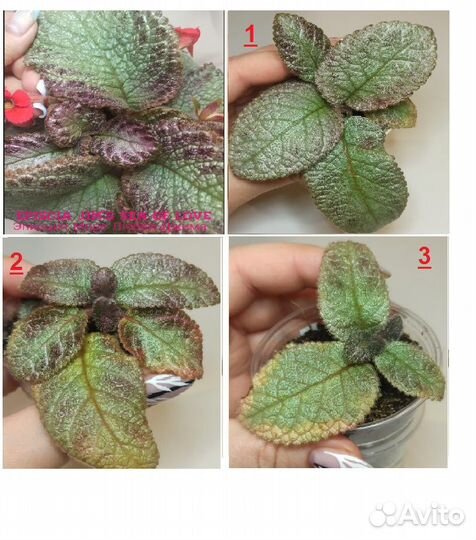 Эписции акварельные / Эписция