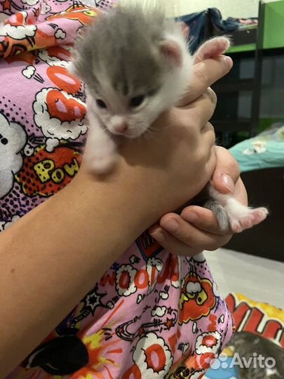 Кошка в дар бесплатно