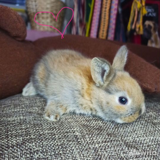 Карликовый кролик рыжий