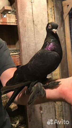 Продажа голубей узбекских, якобинцев, чехов