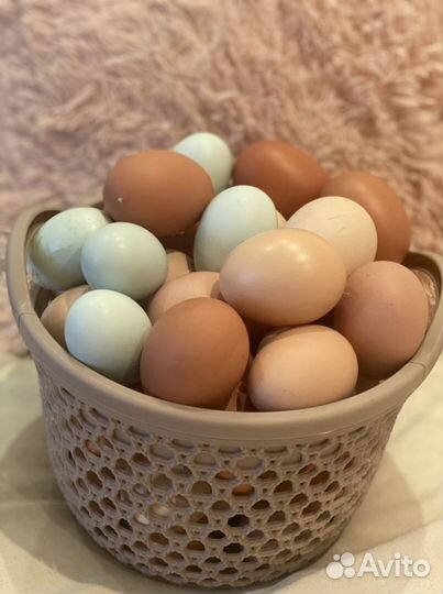 Домашние куриные яйца
