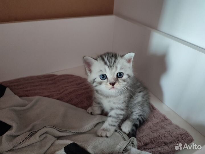 Британские котята
