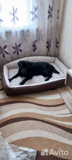 Лежанка для собаки