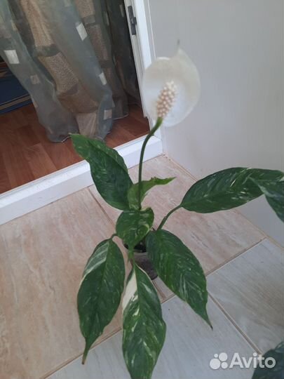 Спатифиллум Домино.Манстера альба