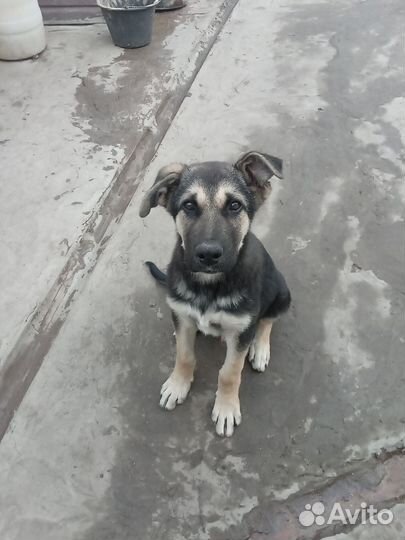 Продам щенков