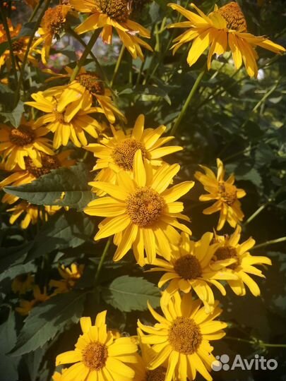 Пион Сара Бернар, хоста, бересклет, лаванда