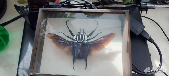 Жук Голиаф в рамке. Винтаж