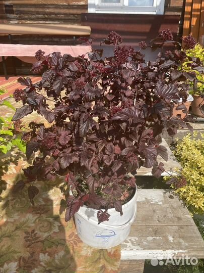 Пузыреплодник diablo