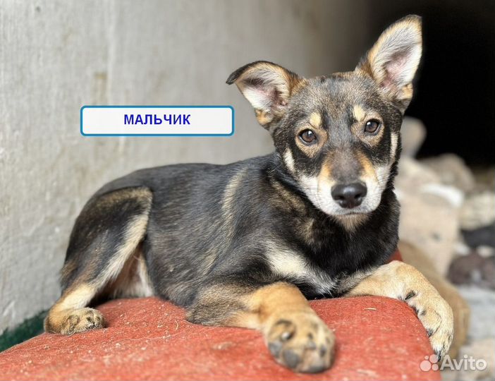 Щенок мальчик 8мес ищет дом