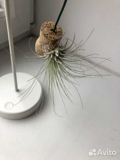 Тилландсии атмосферные в ассортименте