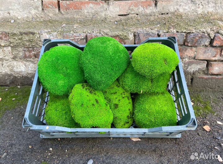 Кочка европейская мох стабилизированный