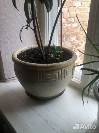 Живые цветы в горшках