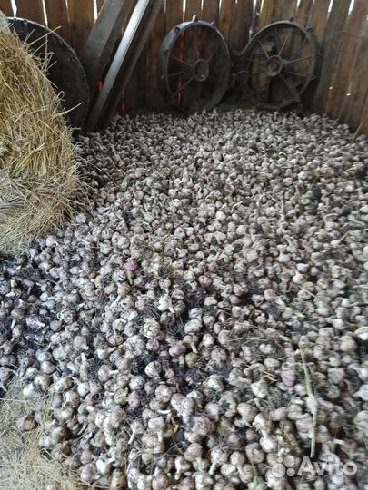 Домашний чеснок