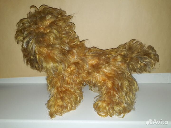 Собака Болонка СССР