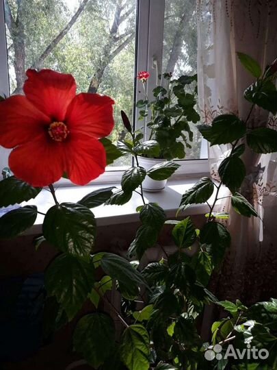 Гибискус китайская роза