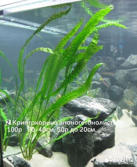 Аквариумные растения