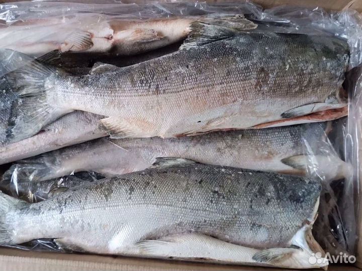 Горбуша пбг Оптом