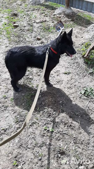 Собаки бесплатно