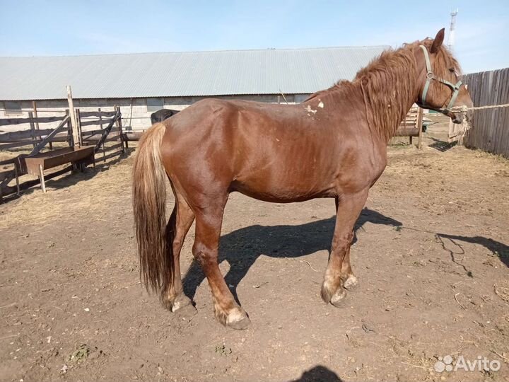 Продажа жеребцы