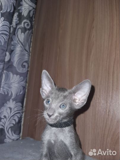 Ориентальные котята