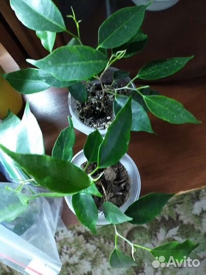 Фикус Бенджамина