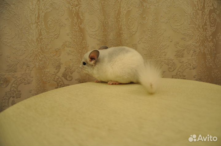 Шиншилла. Ручные малыши 3 месяца. Белый фиолет